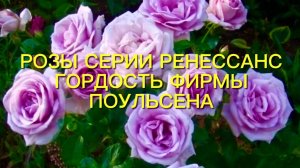 Розы Датской фирмы  Poulsen. Серия Ренессанс - чарующий аромат и неприхотливость ….