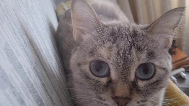Моя кошка Сима смотреть онлайн