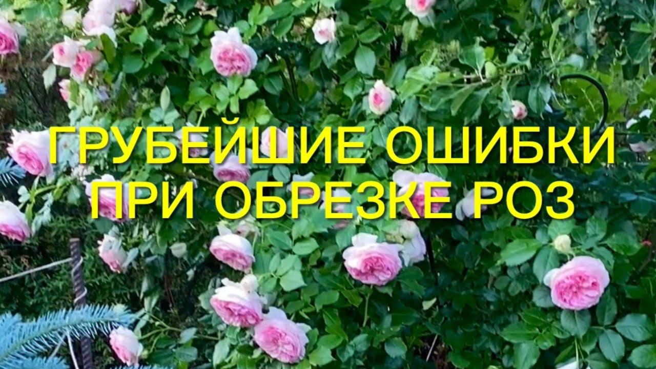 Розы. Важно!!! Грубейшие ошибки, которые могут Вас лишить второго цветения. Обрезаем розы правильно. смотреть онлайн