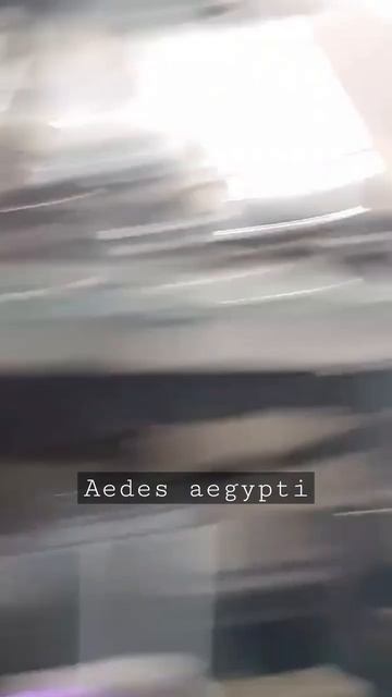 Dengue mosquito larva moving under microscope #mosquito #dengue #larva #aedes #aedesaegypti #shorts смотреть онлайн