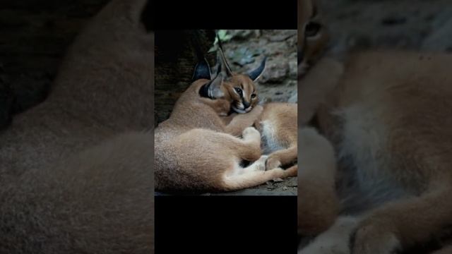 Is A Caracal The Right Pet For You? | Video For Those Considering Owning A Caracal As A Pet смотреть онлайн