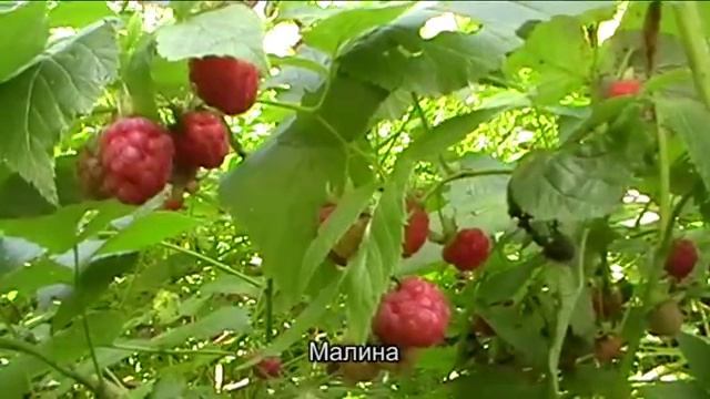 В АВГУСТЕ 2014 ГОДА. (Природа Кузбасса)