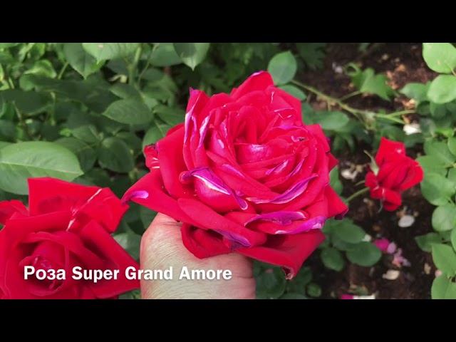 Розы. Гордые красавицы. Ascot Stortebeker, Piano, Frederic Mistral, Super Grand Amore.. смотреть онлайн