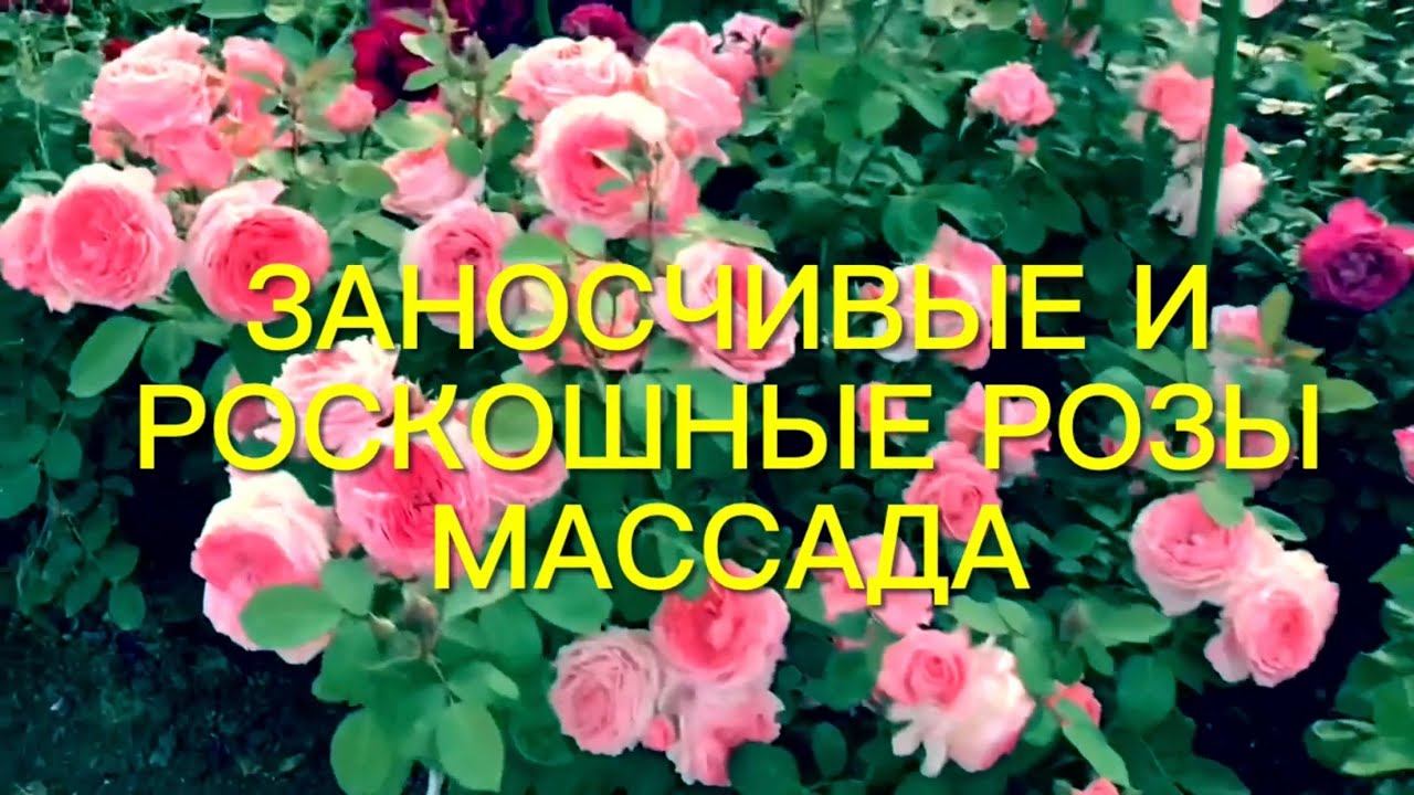 Заносчивые и роскошные розы Гийо и Массада. По плечу ли начинающему…. смотреть онлайн