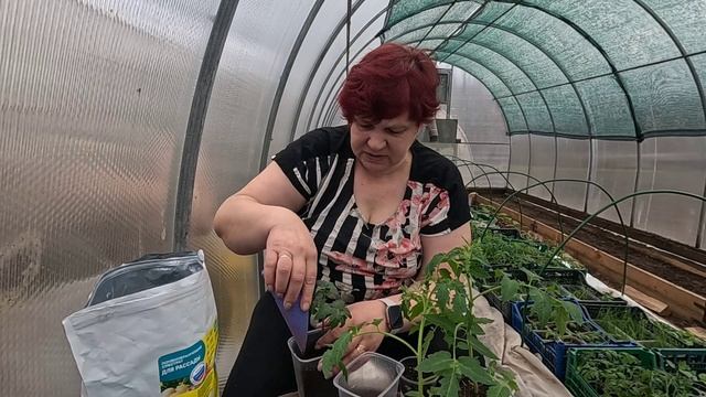 Перевалка томатов!! Вот какая большая разница!! смотреть онлайн