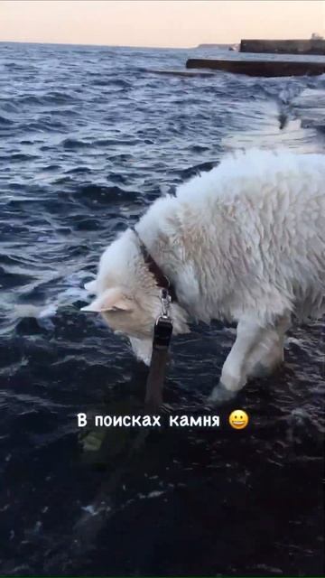 ХАСКИ ищет КАМЕНЬ под водой 😀 #shorts #собака #хаски #море смотреть онлайн