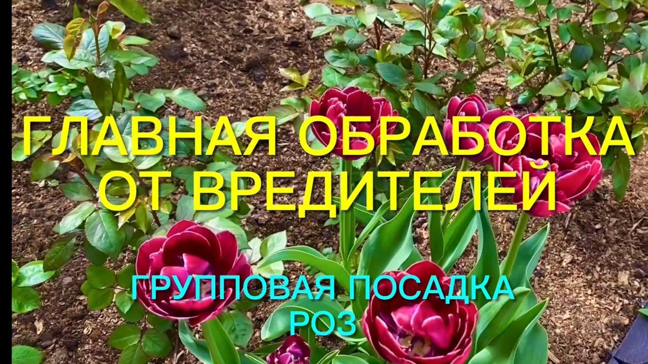 Розы. Надежная обработка от вредителей. Групповая посадка роз и небольшие секреты ухода …. смотреть онлайн