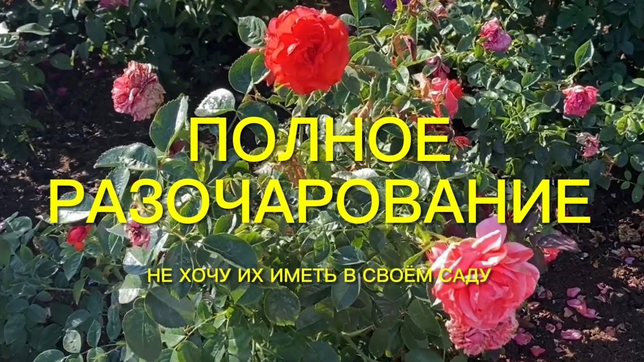 Розы . Не хочу их иметь в своём розарии. Полное разочарование. смотреть онлайн