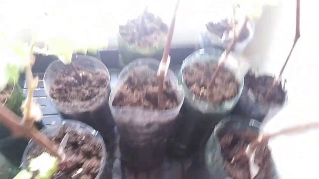 укорененные черенки винограда на воде через месяц после посадки 2 смотреть онлайн