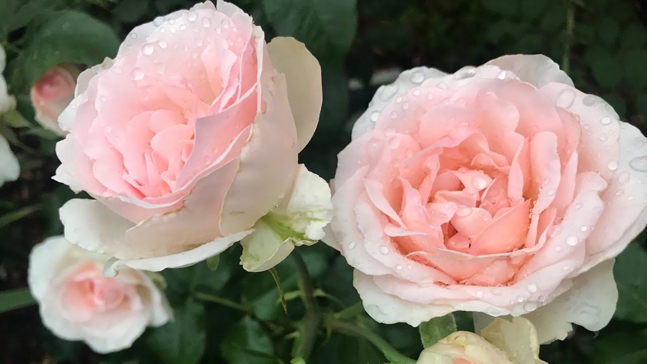 Розы. Божественная красота и аромат этих роз восхищает. смотреть онлайн