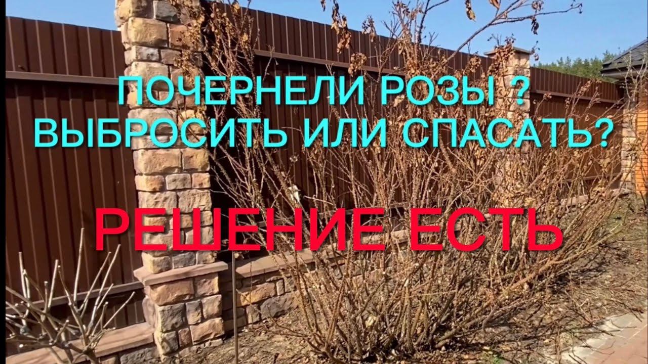 Розы. Почернели розы? Выкопать и выбросить или спасать? Решение есть…. смотреть онлайн