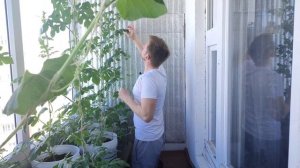 Как вырастить арбуз на балконе! Подробная инструкция.