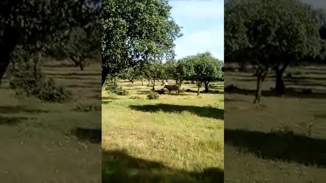 VID 20180107 152014 смотреть онлайн