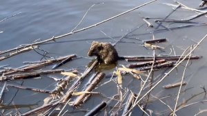 Неспешная прогулка по берегам реки Протвы, в Долину Семи Ключей