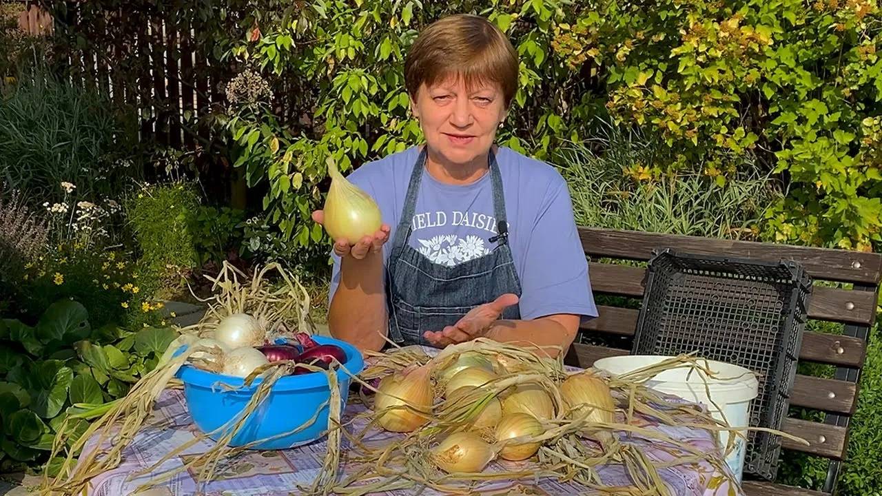 Как сушить репчатый лук и где его хранить. смотреть онлайн