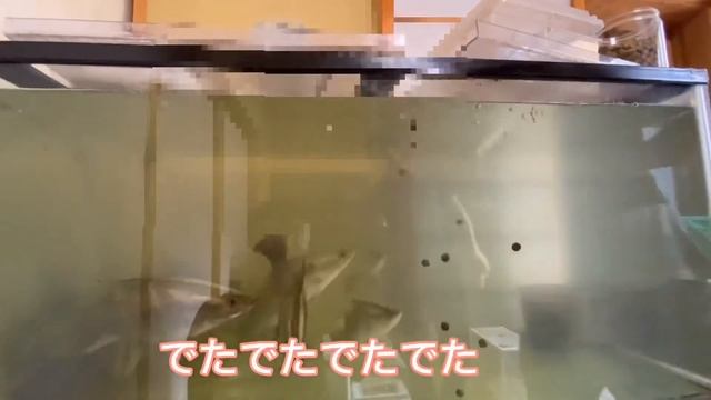 わきが・多汗症・レア魚は俺に任せろ　前編 смотреть онлайн