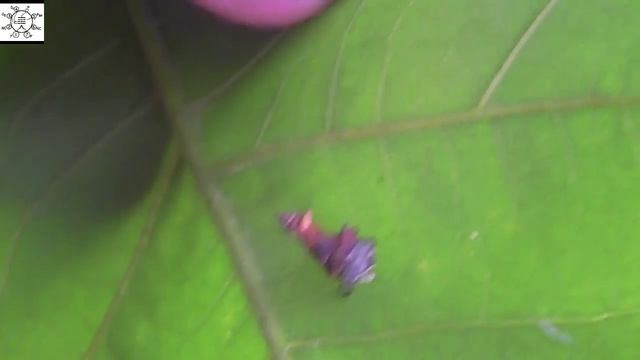 Uncle Steve Examines A Bagworm смотреть онлайн
