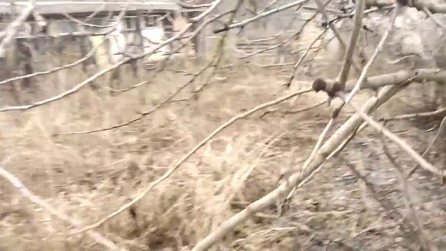 Обрезка дерева 6 смотреть онлайн