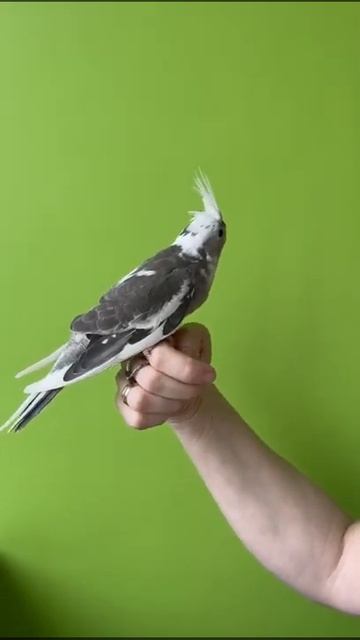 Очаровательный Птенчик Корелл. Безщёкий Пёстрый Серый смотреть онлайн