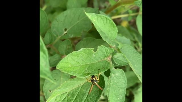 Влог. Они жрут личинок колорадского жука # борьбасколорадсимжуком смотреть онлайн