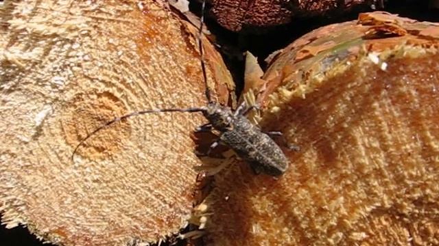 Monochamus galloprovincialis смотреть онлайн