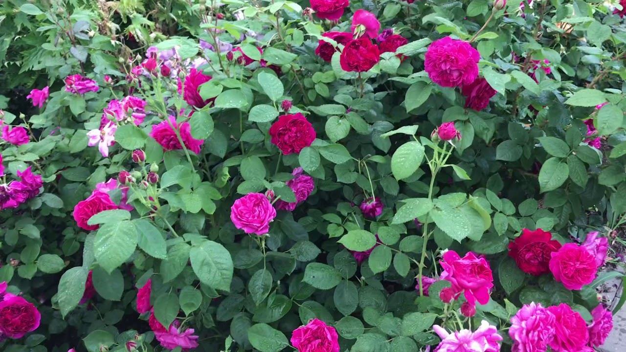 Розы.Делюсь секретами посадки нескольких роз в одну лунку. смотреть онлайн