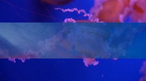 Laufey - From The Start (Lyrics)  | 1 Hour Version