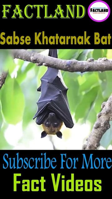 दुनिया Ka सबसे Khatarnak Bat😵😱||Amazing Facts About Bats||#shorts #Factland #BatsFacts|| смотреть онлайн