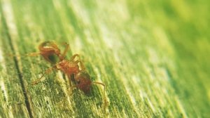 Red ant, Рыжая мирмика, Myrmica rubra