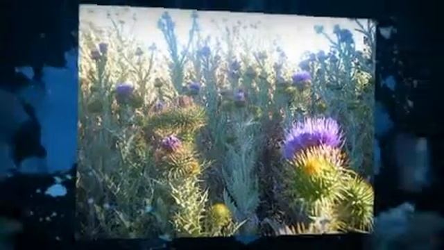 Подарки из страны кельтов смотреть онлайн