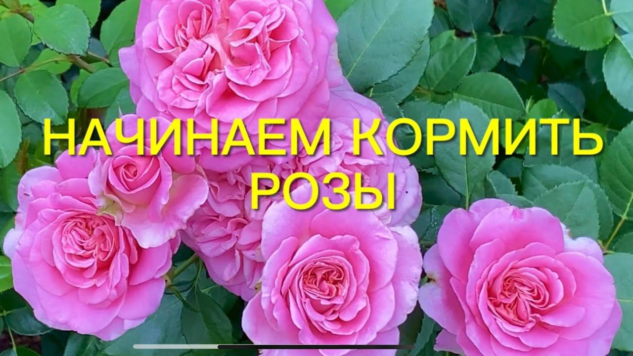 Розы открыты. Что я делаю? Вы не поверите!!! Срочно начинаем кормить розы. смотреть онлайн