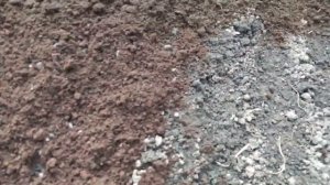Крепкая рассада помидор для открытого грунта в парничке. Без пикировки и пересадки!