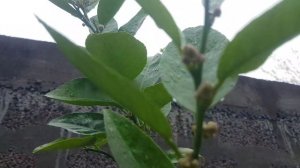 Лимон РОССО, тайский лайм и апельсин МОРРО.