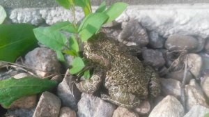 Жаба земляная