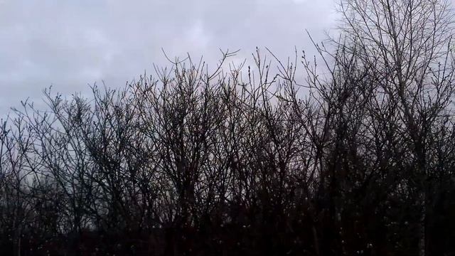 тетерева смотреть онлайн