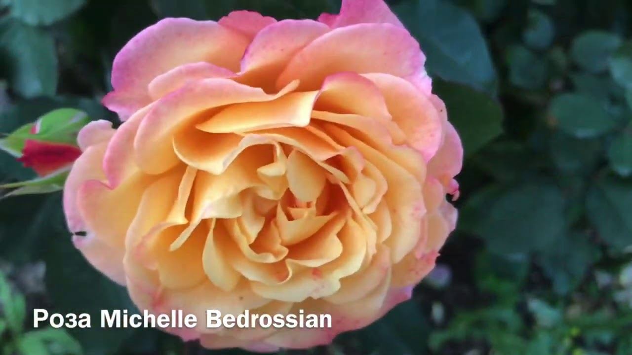 Розы. А в зоне отдыха цветение.......Дубль 2. Извините ошиблась смотреть онлайн