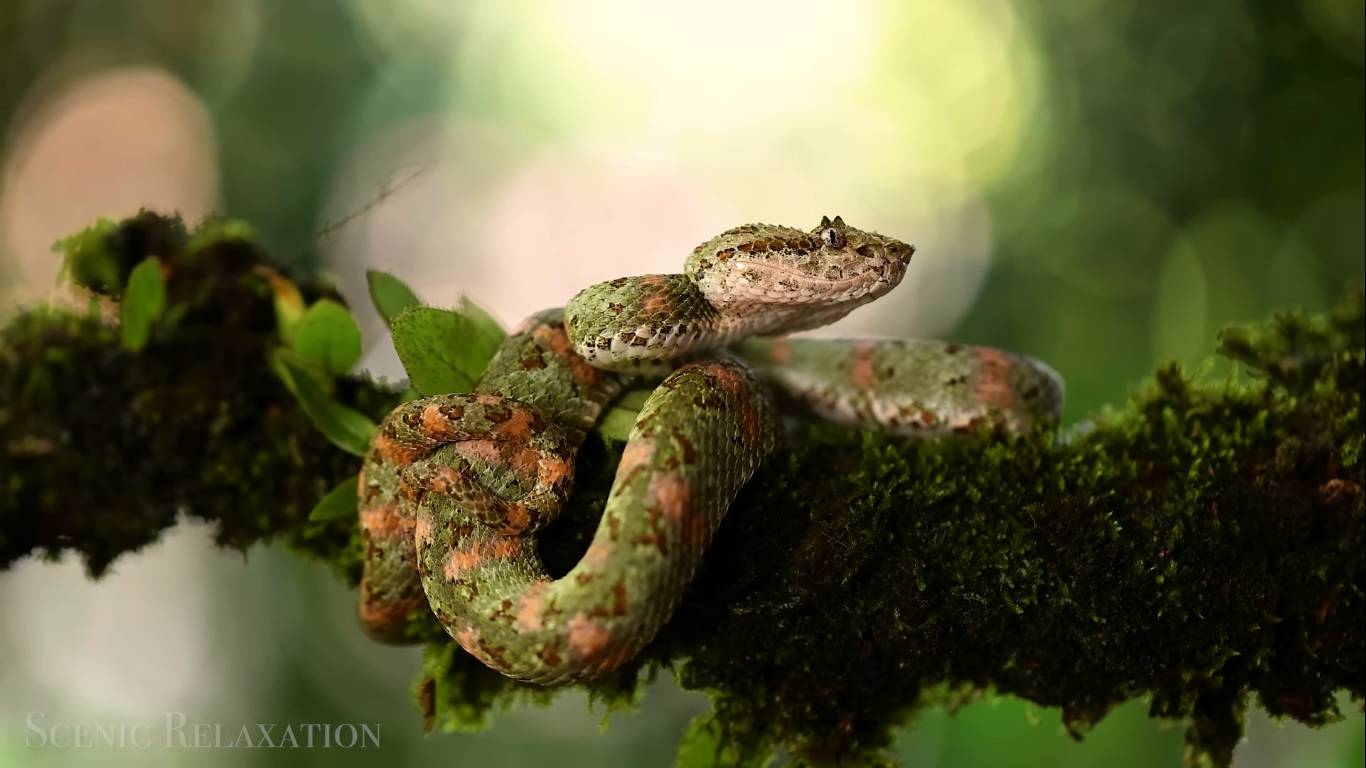 Дискавери: исследуем мир! смотреть онлайн