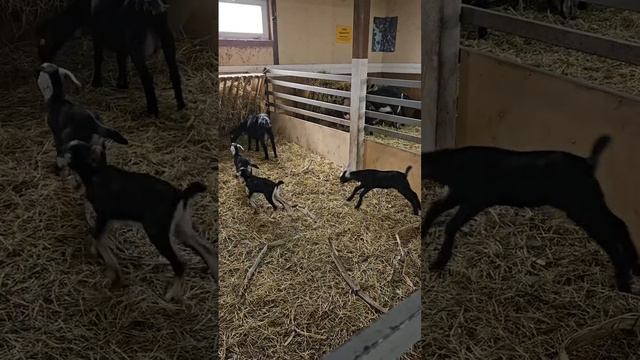 Ферма на Сыроварне 🐮 
#ферма #сыроварня #Истра #деревня