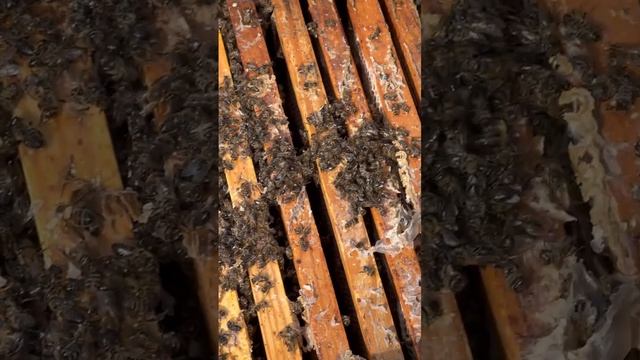 Вскрытие улья. Подготовка к сезону 2025, пасека.