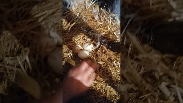 Гуси губернаторские снесли яйца 🥚🦢