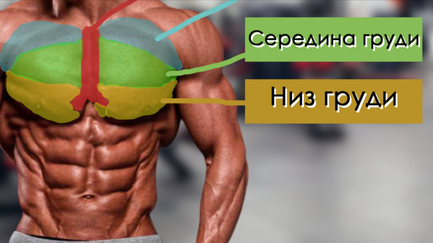 Неделя 9: Силовая Программа на Спину и Грудь — Быстрый Прогресс и Объём