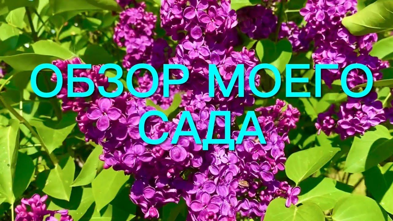 Розы. Обзор моего сада. Выдержал ли испытания холодом и брошенный хозяйкой. смотреть онлайн