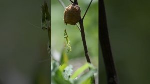 Рождение богомолов