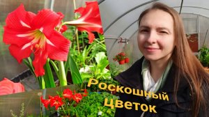 АМАРИЛЛИС: ПОСАДКА, УХОД, ЦВЕТЕНИЕ