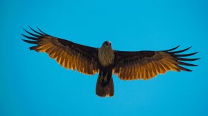 Песня "Орёл". Кавер