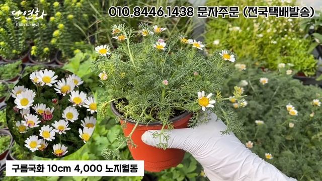 [06.09] 생명력, 번식력 좋은 다년생 노지월동 야생화, 베란다 실내 식물 소개! 010.8446.1438 문자주문 펜스테몬 청화쑥부쟁이 과꽃 가야국화 골무꽃 하스타타버베나 смотреть онлайн