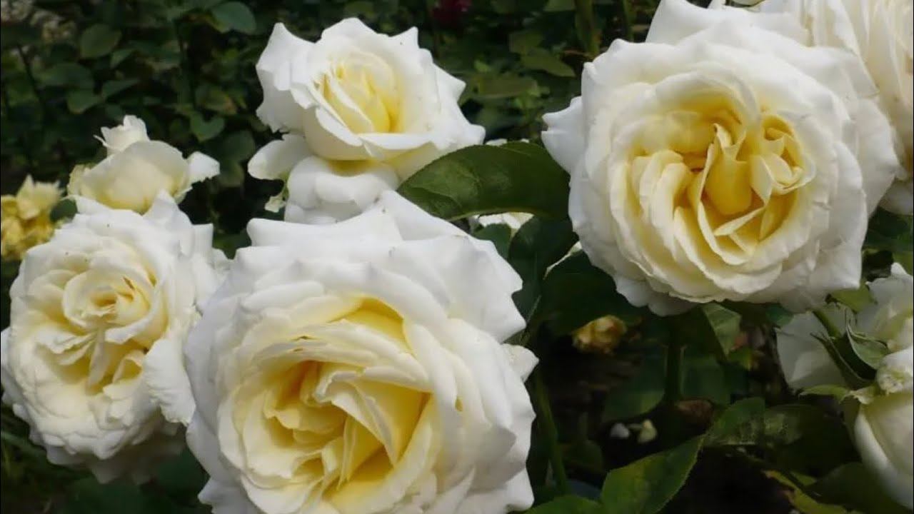 Розы. И снова заказ на весну 2021 г. Я в шоке от их красоты. смотреть онлайн