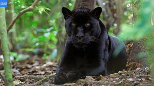 Черная Пантера – Таинственный Призрак Тропического Леса! Черный Ягуар и Леопард в Деле!