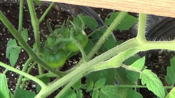 Early Treat Hybrid Tomato Sets Fruit, How To Prevent Blights And Diseases On Tomatoes, Tomatoes