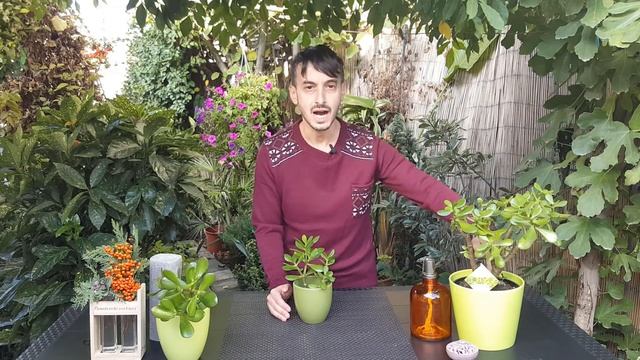Beneficiile și ingrijirea Pomului cu bani - Crassula ovata смотреть онлайн